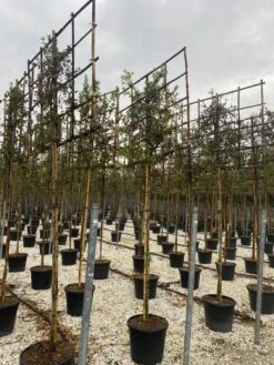 Steeneik Als Leiboom (Quercus Ilex) -OL Planten Winkel steeneik leivorm 15x120