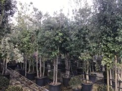 Steeneik Meerstammig (Quercus Ilex) -OL Planten Winkel steeneikmeerstam01