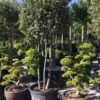 Steeneik Meerstammig (Quercus Ilex) -OL Planten Winkel steeneikmeerstammig03