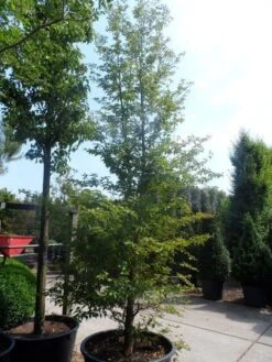 Schijncamelia (Stewartia Pseudocamellia) 6 Schijncamelia (Stewartia Pseudocamellia) -OL Planten Winkel stewartia pseudocamellia 300 400 cont. 1