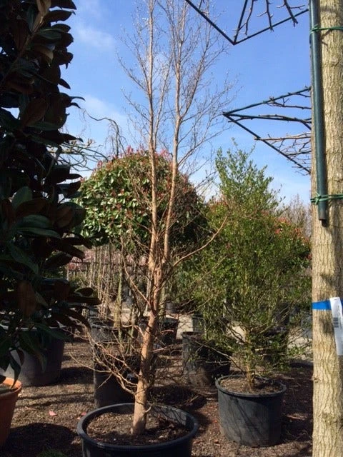 Schijncamelia (Stewartia Pseudocamellia) 5 Schijncamelia (Stewartia Pseudocamellia) - Afbeelding 3