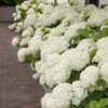 Hortensia (Hydrangea 'Strong Annabelle') -OL Planten Winkel strong annabelle 10 1