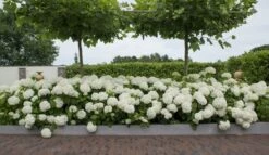 Hortensia (Hydrangea 'Strong Annabelle') -OL Planten Winkel strong annabelle 11 2
