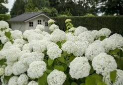 Hortensia (Hydrangea 'Strong Annabelle') -OL Planten Winkel strong annabelle 2 2