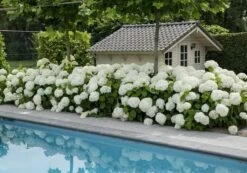 Hortensia (Hydrangea 'Strong Annabelle') -OL Planten Winkel strong annabelle 5 2
