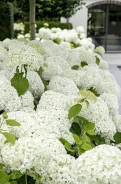 Hortensia (Hydrangea 'Strong Annabelle') -OL Planten Winkel strong annabelle 9 2