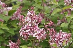Sering (Syringa Microphylla 'Superba') 9 Sering (Syringa Microphylla 'Superba') -OL Planten Winkel superba micr 1