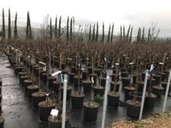 Bestsellers -OL Planten Winkel susanopstam