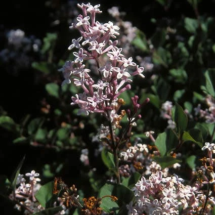 Dwerg Sering (Syringa Meyeri 'Palibin') 4 Dwerg Sering (Syringa Meyeri 'Palibin') - Afbeelding 2