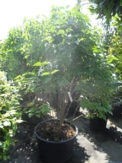 Sering (Syringa Vulgaris 'Michel Buchner') -OL Planten Winkel syringa vulgaris michel buchner 150 175 c90 1