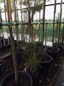 Tamarisk (Tamarix Ramosissima) -OL Planten Winkel tamarisk 3