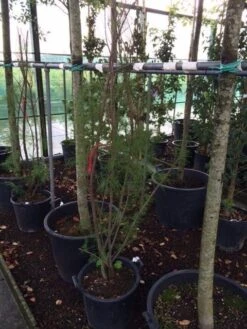 Tamarisk (Tamarix Ramosissima) -OL Planten Winkel tamarisk 4