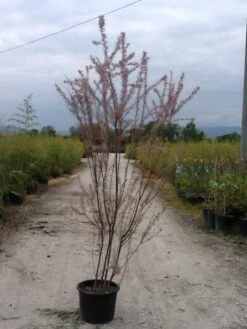 Tamarisk (Tamarix Ramosissima) -OL Planten Winkel tamarix c20