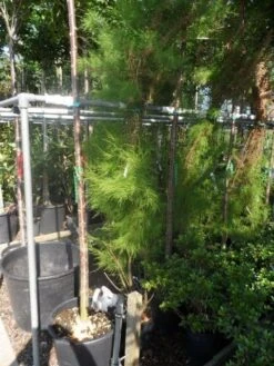 Tamarisk (Tamarix Ramosissima) -OL Planten Winkel tamarix ramosissima 150 175 c20