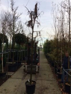 Moerascipres (Taxodium Distichum 'Nutans') -OL Planten Winkel taxodium dis. nutans