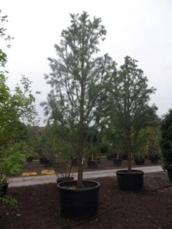 Moerascipres (Taxodium Distichum 'Nutans') -OL Planten Winkel taxodium distichum nutans 400 500 c750