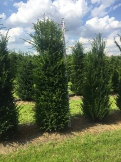 Grote Venijnboom (Taxus Baccata) -OL Planten Winkel taxus 200225 x 50 60 1 2