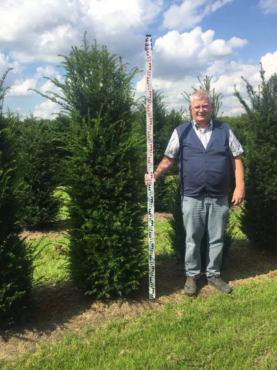 Grote Venijnboom (Taxus Baccata) 6 Grote Venijnboom (Taxus Baccata) - Afbeelding 4