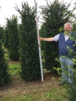 Grote Venijnboom (Taxus Baccata) -OL Planten Winkel taxus baccaata 225250x5060 1 2
