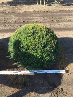 Grote Taxusbol (Taxus Baccata) -OL Planten Winkel taxus baccata 100 cm platte bol drkl 1 2