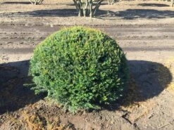 Grote Taxusbol (Taxus Baccata) -OL Planten Winkel taxus baccata 100 cm platte bol drkl 2 1
