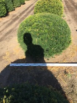 Grote Taxusbol (Taxus Baccata) -OL Planten Winkel taxus baccata 140 cm platte bol drkl 1