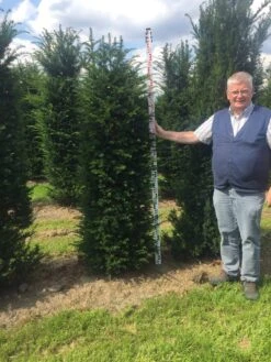 Grote Venijnboom (Taxus Baccata) -OL Planten Winkel taxus baccata 180200 x 50 60 1