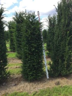 Grote Venijnboom (Taxus Baccata) -OL Planten Winkel taxus baccata 180200 x 5060 1