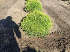 Grote Taxusbol (Taxus Baccata) -OL Planten Winkel taxus baccata 60 cm platte bol drkl 2 1