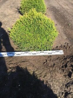 Grote Taxusbol (Taxus Baccata) -OL Planten Winkel taxus baccata 70 cm platte bol drkl 2