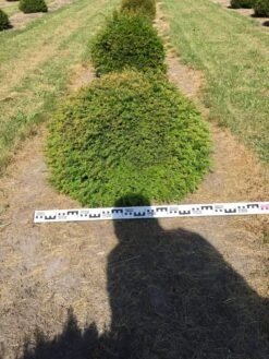 Grote Taxusbol (Taxus Baccata) -OL Planten Winkel taxus baccata 80 cm platte bol drkl 1 1