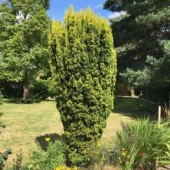 Gele Venijnboom (Taxus Baccata 'David') -OL Planten Winkel taxus baccata david 2