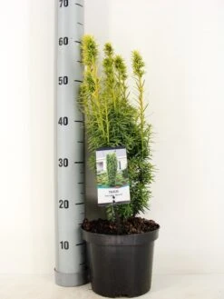 Gele Venijnboom (Taxus Baccata 'David') -OL Planten Winkel taxus baccata david winter c3 m 1
