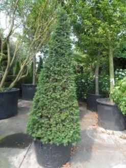 Taxus Als Pyramide (Taxus Baccata) -OL Planten Winkel taxus baccata egyptische pyramide 200 225 250 c285