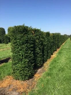 Taxus Als Haagelement (Taxus Baccata) -OL Planten Winkel taxus baccata h160x60x60 cm 3