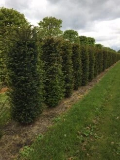 Taxus Als Haagelement (Taxus Baccata) -OL Planten Winkel taxus baccata h175x50x50cm 2