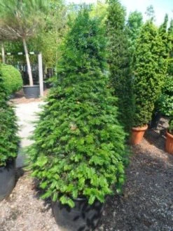 Taxus Als Kegel (Taxus Baccata) -OL Planten Winkel taxus baccata kegel 140 160 c90
