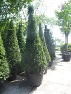 Taxus Als Kegel (Taxus Baccata) -OL Planten Winkel taxus baccata kegel 200 225 250 c285