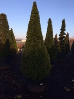 Taxus Als Kegel (Taxus Baccata) -OL Planten Winkel taxus baccata kegel 225 250 c240 2 inkoop 315