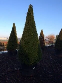 Taxus Als Kegel (Taxus Baccata) -OL Planten Winkel taxus baccata kegel 225 250 c240 3 inkoop 315