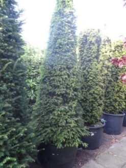 Taxus Als Kegel (Taxus Baccata) -OL Planten Winkel taxus baccata kegel 250 275