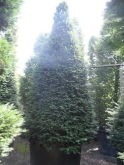Taxus Als Kegel (Taxus Baccata) -OL Planten Winkel taxus baccata kegel 275 300 350 c1000 1