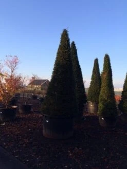 Taxus Als Kegel (Taxus Baccata) -OL Planten Winkel taxus baccata kegel 300 350 c1000 inkoop 875 1
