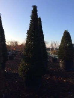 Taxus Als Kegel (Taxus Baccata) -OL Planten Winkel taxus baccata kegel 300 c285 inkoop 475