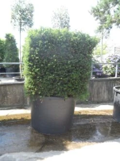 Bestsellers -OL Planten Winkel taxus baccata kubus 160 180 c750