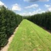 Grote Venijnboom (Taxus Baccata) -OL Planten Winkel taxus baccata rij 2 1