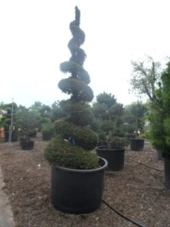 Taxus Als Spiraal (Taxus Baccata) -OL Planten Winkel taxus baccata spiraal 350 400 c750 1