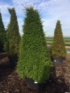 Taxus Als Pyramide (Taxus Baccata) -OL Planten Winkel taxus egyptische piramides 2