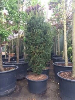 Taxus (Taxus Media 'Hicksii') -OL Planten Winkel taxus hicksii 1 2