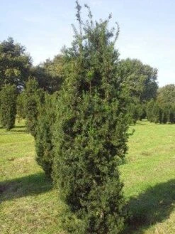 Taxus (Taxus Media 'Hicksii') -OL Planten Winkel taxus hicksii 200 225